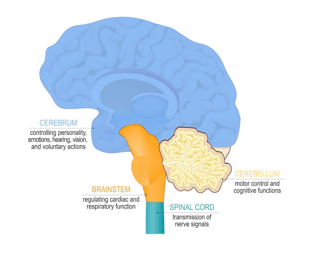 Types of nervous system and how it responds to stimulus