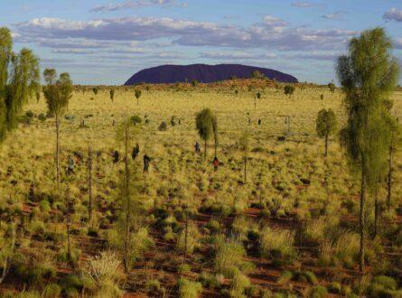 Uluru in the background, researchers in the foreground, searching for skinks.