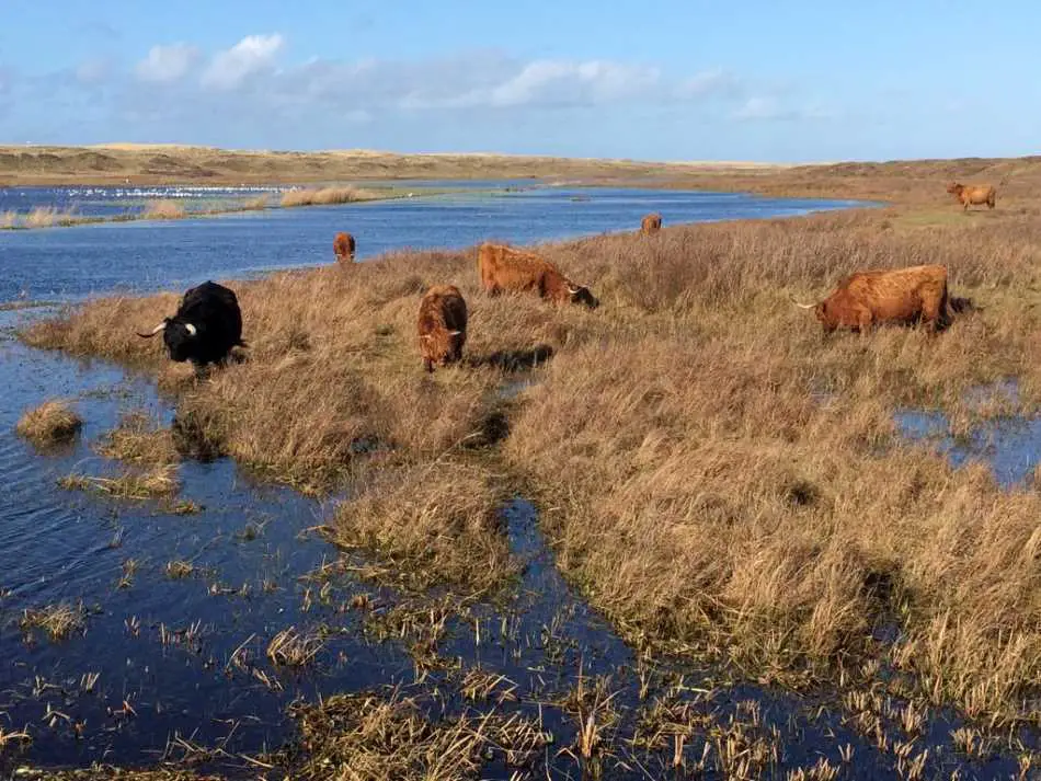 National Park, de Texelse Duinen, on Texel, the largest Wadden Island