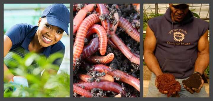 Importance of earthworm classification in agriculture