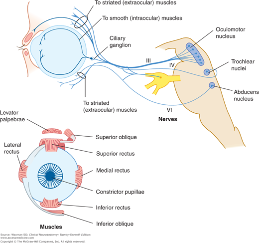 Oculomotor Pathway