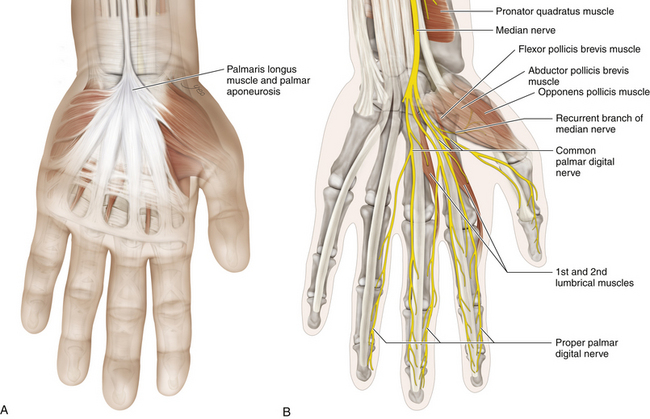 Median Nerve | Neupsy Key