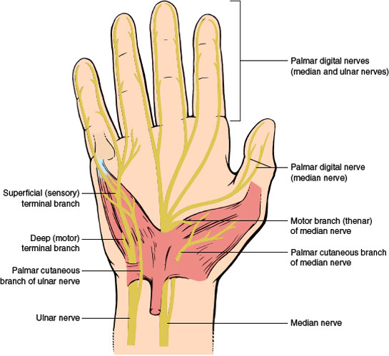 Peripheral Nerves | Neupsy Key