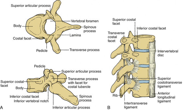 Thoracic vertebrae vertebral arch - loperskite