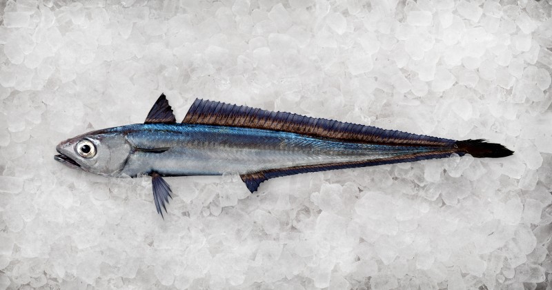 Hoki Fish from New Zealand