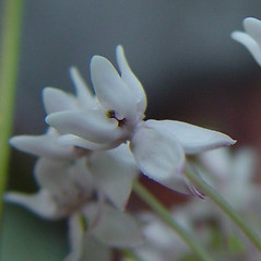 Flowers: Asclepias quadrifolia. ~ By Arthur Haines. ~ Copyright © 2024 Arthur Haines. ~ arthur.d.haines[at]gmail.com
