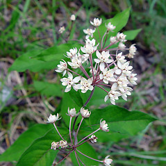 Flowers: Asclepias quadrifolia. ~ By Arthur Haines. ~ Copyright © 2024 Arthur Haines. ~ arthur.d.haines[at]gmail.com
