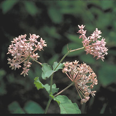 Flowers: Asclepias quadrifolia. ~ By Arieh Tal. ~ Copyright © 2024 Arieh Tal. ~ http://botphoto.com/ ~ Arieh Tal - botphoto.com
