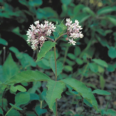 Plant form: Asclepias quadrifolia. ~ By Arieh Tal. ~ Copyright © 2024 Arieh Tal. ~ http://botphoto.com/ ~ Arieh Tal - botphoto.com
