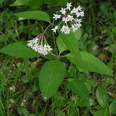 Plant form: Asclepias quadrifolia. ~ By Bruce Patterson. ~ Copyright © 2024 Bruce Patterson. ~ foxpatterson[at]comcast.net
