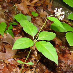 Leaves: Asclepias quadrifolia. ~ By Arthur Haines. ~ Copyright © 2024 Arthur Haines. ~ arthur.d.haines[at]gmail.com
