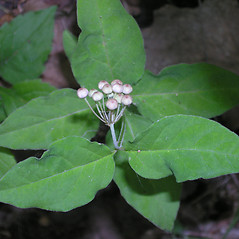 Leaves: Asclepias quadrifolia. ~ By Bruce Patterson. ~ Copyright © 2024 Bruce Patterson. ~ foxpatterson[at]comcast.net
