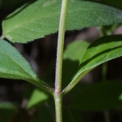 Stems: Asclepias quadrifolia. ~ By Steven Baskauf. ~ Copyright © 2024 CC-BY-NC-SA. ~  ~ Bioimages - www.cas.vanderbilt.edu/bioimages/frame.htm
