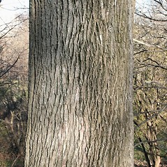 Bark: Fraxinus americana. ~ By Arieh Tal. ~ Copyright © 2024 Arieh Tal. ~ http://botphoto.com/ ~ Arieh Tal - botphoto.com
