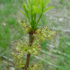 Flowers: Fraxinus americana. ~ By Arthur Haines. ~ Copyright © 2024 Arthur Haines. ~ arthur.d.haines[at]gmail.com
