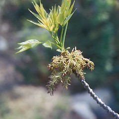 Flowers: Fraxinus americana. ~ By Frank Bramley. ~ Copyright © 2024 New England Wild Flower Society. ~ Image Request, images[at]newenglandwild.org
