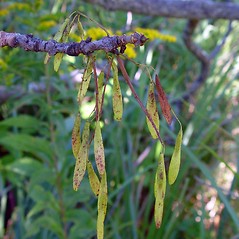 Fruits: Fraxinus americana. ~ By Arthur Haines. ~ Copyright © 2024 Arthur Haines. ~ arthur.d.haines[at]gmail.com
