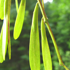 Fruits: Fraxinus americana. ~ By Donna Kausen. ~ Copyright © 2024 Donna Kausen. ~ 33 Bears Den, Addison, ME 04606
