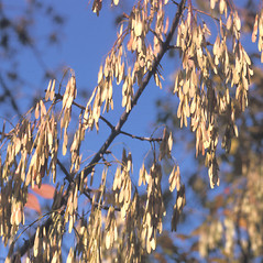 Fruits: Fraxinus americana. ~ By Frank Bramley. ~ Copyright © 2024 New England Wild Flower Society. ~ Image Request, images[at]newenglandwild.org
