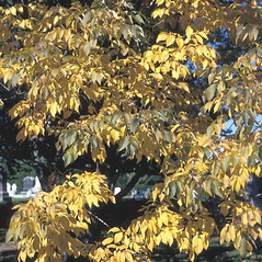 Plant form: Fraxinus americana. ~ By Jean Baxter. ~ Copyright © 2024 New England Wild Flower Society. ~ Image Request, images[at]newenglandwild.org
