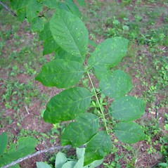 Leaves: Fraxinus americana. ~ By Arthur Haines. ~ Copyright © 2024 Arthur Haines. ~ arthur.d.haines[at]gmail.com
