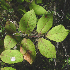 Leaves: Fraxinus americana. ~ By Donald Cameron. ~ Copyright © 2024 Donald Cameron. ~ No permission needed for non-commercial uses, with proper credit
