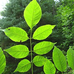 Leaves: Fraxinus americana. ~ By Donna Kausen. ~ Copyright © 2024 Donna Kausen. ~ 33 Bears Den, Addison, ME 04606
