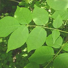 Leaves: Fraxinus americana. ~ By Glen Mittelhauser. ~ Copyright © 2024 Glen Mittelhauser. ~ www.mainenaturalhistory.org
