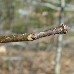 Winter buds: Fraxinus americana. ~ By Arthur Haines. ~ Copyright © 2024 Arthur Haines. ~ arthur.d.haines[at]gmail.com
