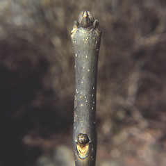 Winter buds: Fraxinus americana. ~ By Carol Levine. ~ Copyright © 2024 Carol Levine. ~ carolflora[at]optonline.net
