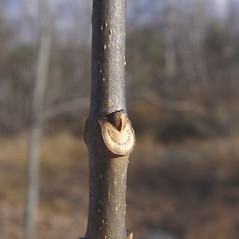 Winter buds: Fraxinus americana. ~ By Donald Cameron. ~ Copyright © 2024 Donald Cameron. ~ No permission needed for non-commercial uses, with proper credit
