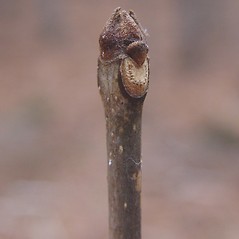 Winter buds: Fraxinus americana. ~ By Donald Cameron. ~ Copyright © 2024 Donald Cameron. ~ No permission needed for non-commercial uses, with proper credit
