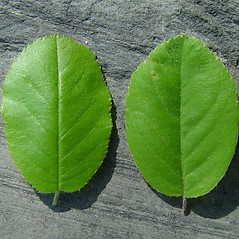 Comparison: Amelanchier spicata. ~ By Arthur Haines. ~ Copyright © 2025 Arthur Haines. ~ arthur.d.haines[at]gmail.com
