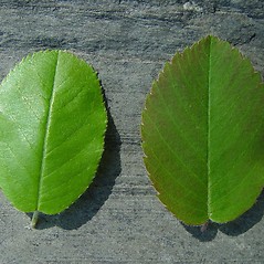 Comparison: Amelanchier spicata. ~ By Arthur Haines. ~ Copyright © 2025 Arthur Haines. ~ arthur.d.haines[at]gmail.com
