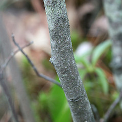 Bark: Amelanchier spicata. ~ By Arieh Tal. ~ Copyright © 2025 Arieh Tal. ~ http://botphoto.com/ ~ Arieh Tal - botphoto.com
