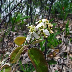 Flowers: Amelanchier spicata. ~ By Arthur Haines. ~ Copyright © 2025 Arthur Haines. ~ arthur.d.haines[at]gmail.com
