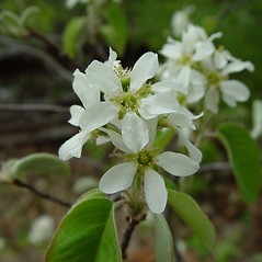 Flowers: Amelanchier spicata. ~ By Arthur Haines. ~ Copyright © 2025 Arthur Haines. ~ arthur.d.haines[at]gmail.com
