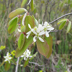 Flowers: Amelanchier spicata. ~ By Donald Cameron. ~ Copyright © 2025 Donald Cameron. ~ No permission needed for non-commercial uses, with proper credit
