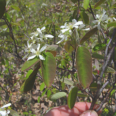 Flowers: Amelanchier spicata. ~ By Donald Cameron. ~ Copyright © 2025 Donald Cameron. ~ No permission needed for non-commercial uses, with proper credit
