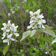 Flowers: Amelanchier spicata. ~ By Donald Cameron. ~ Copyright © 2025 Donald Cameron. ~ No permission needed for non-commercial uses, with proper credit
