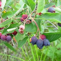 Fruits: Amelanchier spicata. ~ By Arthur Haines. ~ Copyright © 2025 Arthur Haines. ~ arthur.d.haines[at]gmail.com
