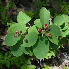 Fruits: Amelanchier spicata. ~ By Donald Cameron. ~ Copyright © 2025 Donald Cameron. ~ No permission needed for non-commercial uses, with proper credit
