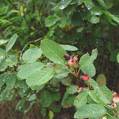 Fruits: Amelanchier spicata. ~ By Donald Cameron. ~ Copyright © 2025 Donald Cameron. ~ No permission needed for non-commercial uses, with proper credit
