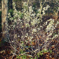 Plant form: Amelanchier spicata. ~ By Arthur Haines. ~ Copyright © 2025 Arthur Haines. ~ arthur.d.haines[at]gmail.com
