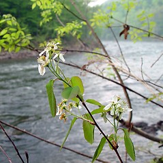 Plant form: Amelanchier spicata. ~ By Arthur Haines. ~ Copyright © 2025 Arthur Haines. ~ arthur.d.haines[at]gmail.com
