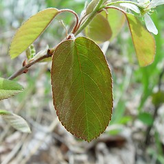 Leaves: Amelanchier spicata. ~ By Arthur Haines. ~ Copyright © 2025 Arthur Haines. ~ arthur.d.haines[at]gmail.com
