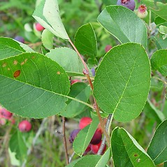 Leaves: Amelanchier spicata. ~ By Arthur Haines. ~ Copyright © 2025 Arthur Haines. ~ arthur.d.haines[at]gmail.com
