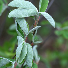 Leaves: Amelanchier spicata. ~ By Arieh Tal. ~ Copyright © 2025 Arieh Tal. ~ http://botphoto.com/ ~ Arieh Tal - botphoto.com
