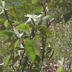 Leaves: Amelanchier spicata. ~ By Donald Cameron. ~ Copyright © 2025 Donald Cameron. ~ No permission needed for non-commercial uses, with proper credit
