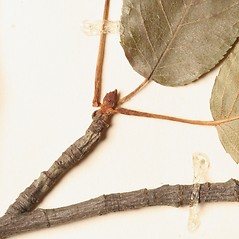 Winter buds: Amelanchier spicata. ~ By New England Botanical Club. ~ Copyright © 2025 New England Botanical Club. ~ No permission needed for non-commercial uses, with proper credit
